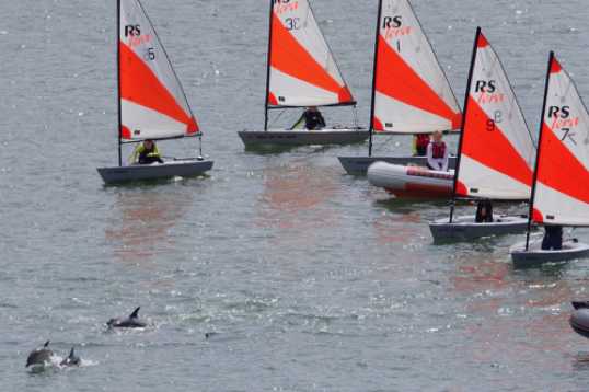 26 June 2021 - 11-05-51
Whilst I am no ethologist (someone who studies animal behaviour) the dolphins looked to be having fun. But I suspect they were getting full tummies which would have pleased them.
---------------
Dolphin invasion of the river Dart , Dartmouth